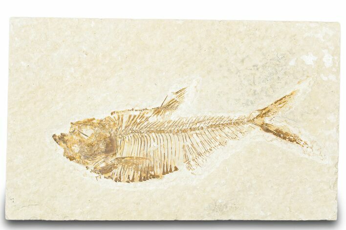 Detailed Fossil Fish (Diplomystus) - Wyoming #320260